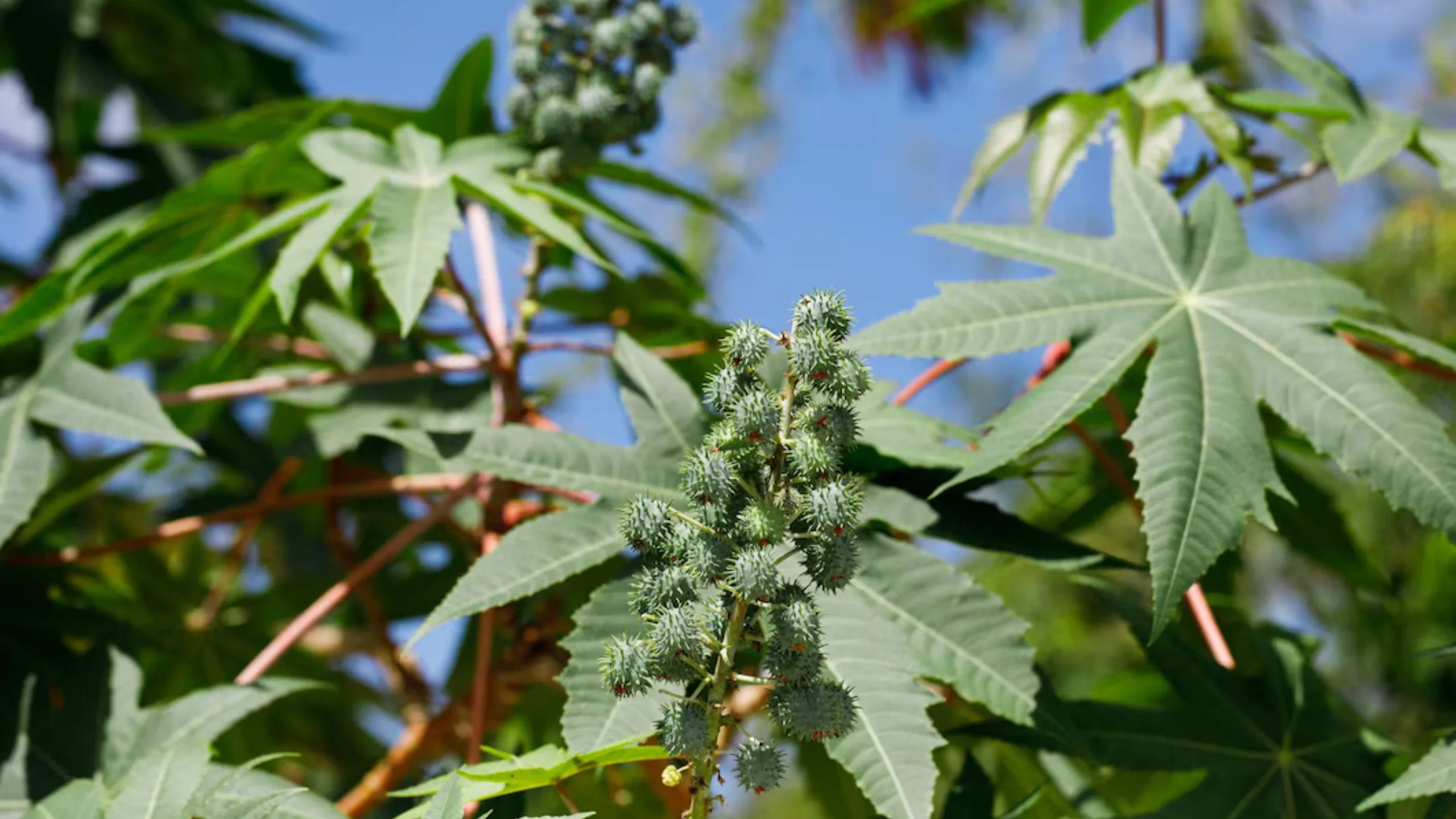 Therapeutic role of Eranda (Ricinus communis) in rheumatoid arthritis: an Ayurvedic anti-inflammatory perspective